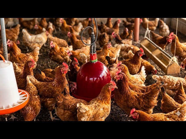 chicken feeding