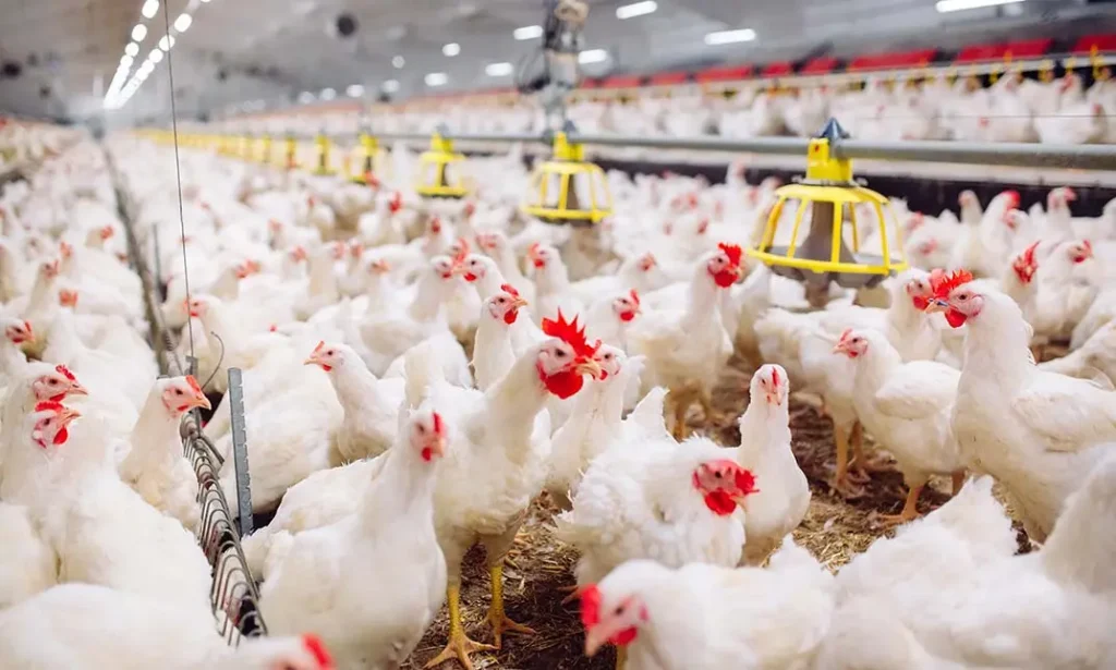 a well-managed poultry farm, showing white healthy chickens inside a clean, spacious poultry house. Modern yellow Feeders in view